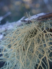 Usnea dasaea