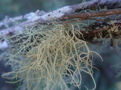 Usnea dasaea