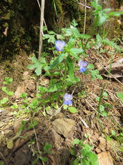 Collinsia grandiflora
