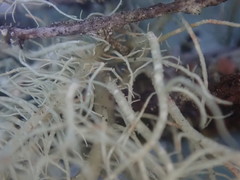 Usnea dasaea