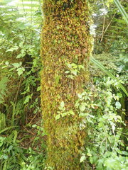 Cryptopodium bartramioides