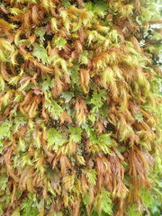 Cryptopodium bartramioides