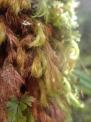 Cryptopodium bartramioides