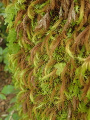 Cryptopodium bartramioides