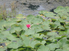 Nymphaea × khurooi