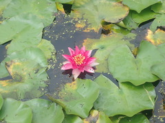Nymphaea × khurooi