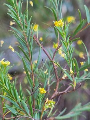 Pimelea neoanglica