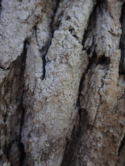 Pertusaria erumpescens