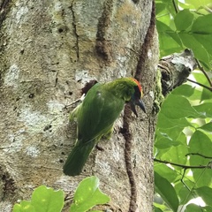 Psilopogon mystacophanos