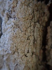 Pertusaria erumpescens