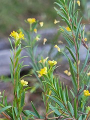 Pimelea neoanglica