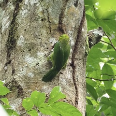 Psilopogon mystacophanos