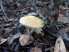 Austroboletus niveus