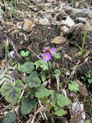 Primula vaginata