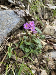 Primula vaginata