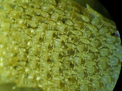 Dendrobeania lichenoides