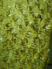 Dendrobeania lichenoides