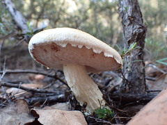 Austroboletus niveus