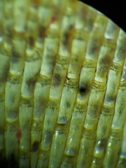 Dendrobeania lichenoides