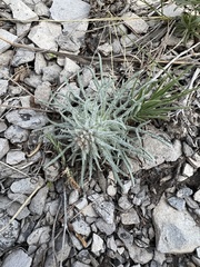 Ipomopsis spicata spicata