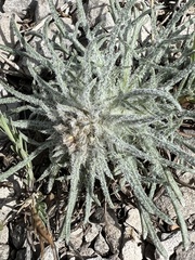 Ipomopsis spicata spicata