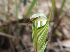 Pterostylis striata