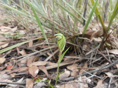 Pterostylis striata