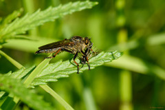 Pamponerus germanicus