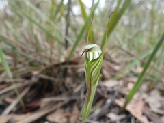 Pterostylis striata