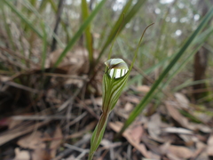 Pterostylis striata