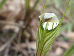 Pterostylis striata