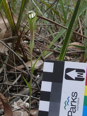 Pterostylis striata
