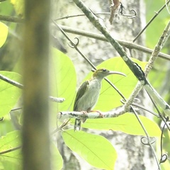 Arachnothera modesta