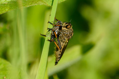 Pamponerus germanicus