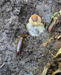 Euborellia annulipes