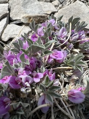 Astragalus tridactylicus