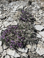 Astragalus tridactylicus