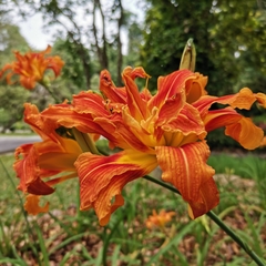 Hemerocallis fulva kwanso