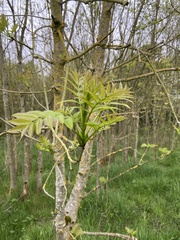 Fraxinus excelsior