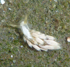 Trinchesia albocrusta