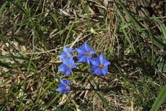 Gentiana arisanensis
