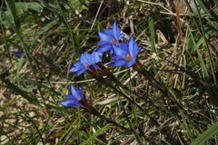 Gentiana arisanensis