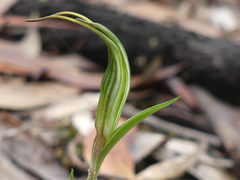 Pterostylis striata