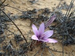 Romulea lilacina