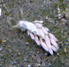 Trinchesia albocrusta