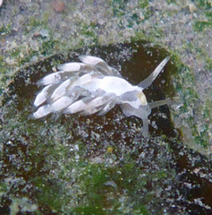 Trinchesia albocrusta