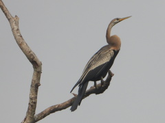 Anhinga melanogaster