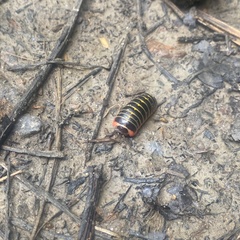 Glomeridae
