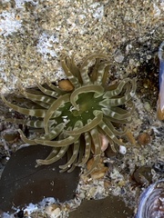 Isoaulactinia stelloides