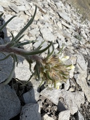 Ipomopsis spicata spicata